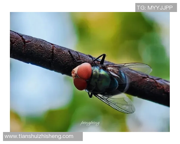 姚明的昆虫摄影之旅探索微观世界的奇妙与美丽